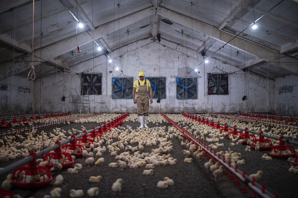 General farm worker